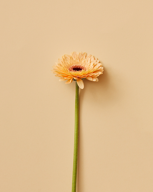 Beautiful beige gerbera flower on beige background. Greeting card. Valentine's Day, Mother's Day top view copy space