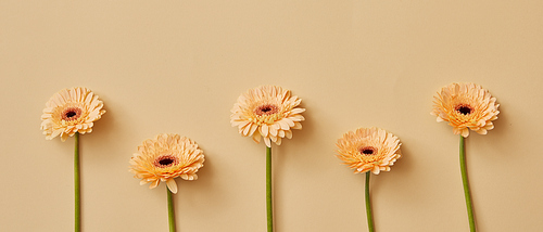 Panorama of gerbera flowers on a yellow background as a concept for a postcard on March 8 or as header for sites