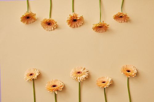 Creative composition of beige flowers gerberas on a beige background as a greeting card for Valentine's Day or Mother's Day with copy space. Top view