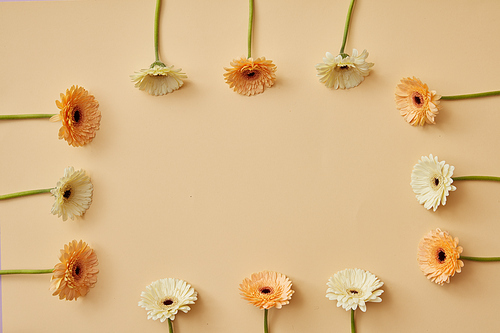 A frame made of beige and orange gerbera flowers on a beige background as layout for post card on Valentine's Day or Mother's Day with copy space. Top view