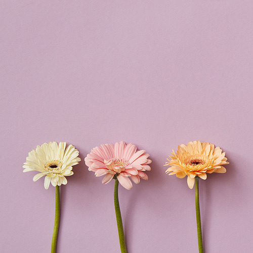 Composition from three gerberas on a pink paper background. Minimal spring concept. Flat lay. Postcard to Mother's Day or March 8 with copy space. Flat lay.
