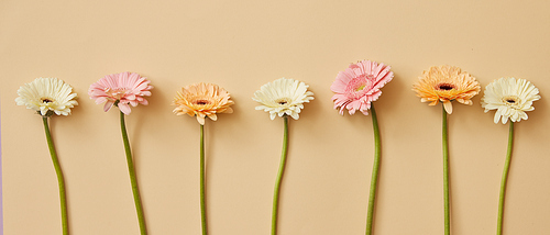 Creative arrangement of Many different colorful gerbera flowers on a beige background for Mother's Day . Top wiev