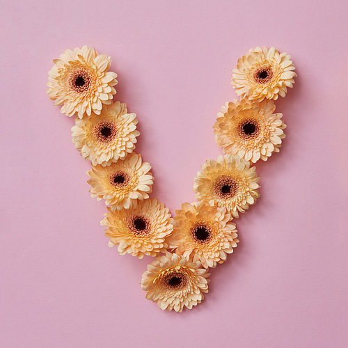 letter V made of gerbera flowers. Part of the word LOVE , floral alphabet, flatlay