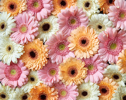 Floral background of bright different gerbera flowers. Mother's Day or by March 8 as post card. Flat lay.