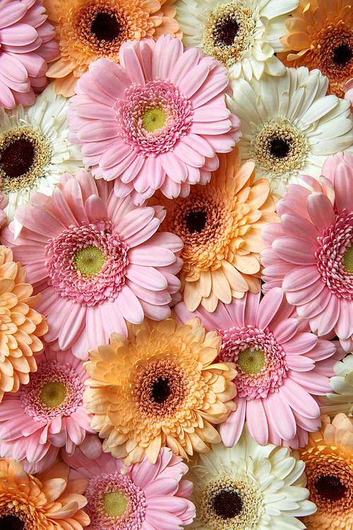 Natural floral background of white, pink, orange gerbera, .As a postcard on Valentine's Day or Mother's Day. Flat lay.
