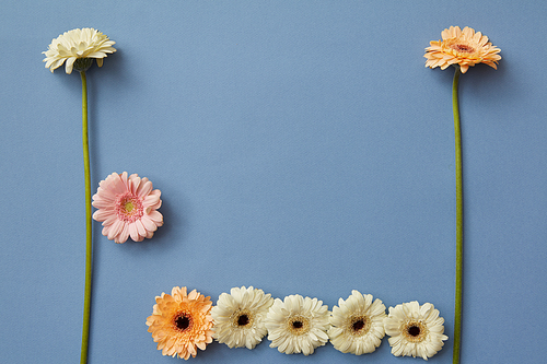 Gerberas in the form of figures from the game Tetris on a blue paper background. Flower concept. Flat lay.