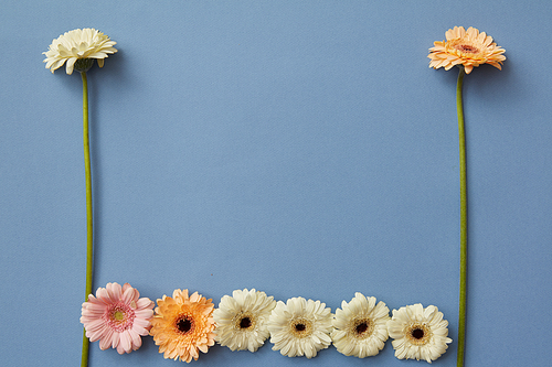 A pattern of white, orange and pink gerberas on a blue paper background. Figures from the game Tetris. Minimal spring concept. Flat lay.