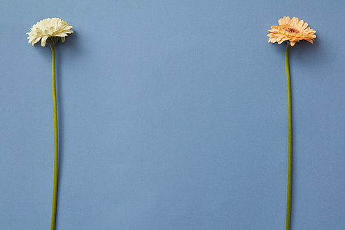 Orange and white gerbera isolated on a blue paper background. Game Tetris. Minimal flower composition, as layout for post card on Mother's Day. Flat lay.