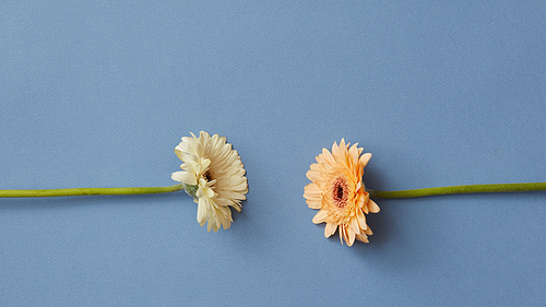 Two gerberas isolated on a blue paper background.The concept of a tetris game. Minimal flower concept. Flat lay.