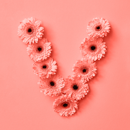 Creative pattern letter V from gerbera flowers on a color background of the year 2019 Living Coral Pantone. Letter V as a part of the word LOVE, floral alphabet. Concept St. Valentine's Day.
