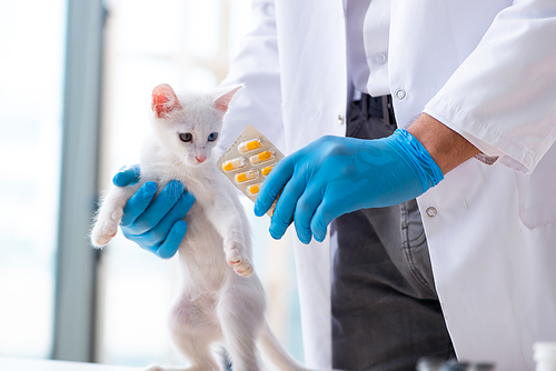The young male doctor examining sick cat