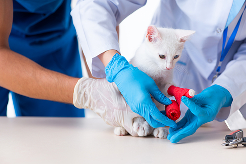 The two young vet doctors examining sick cat