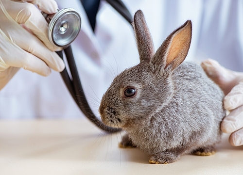 The vet doctor checking up rabbit in his clinic