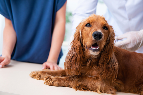 The vet doctor examining golden retriever dog in clinic
