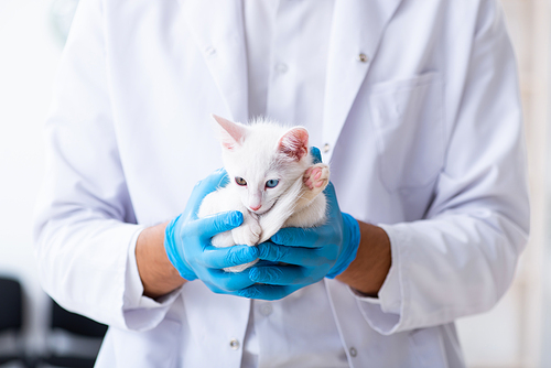 The young male doctor examining sick cat