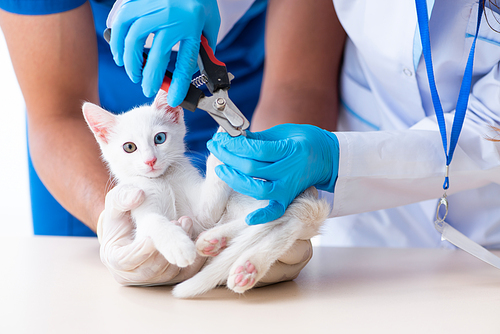 The two young vet doctors examining sick cat