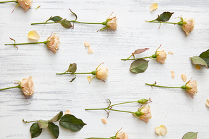 Pattern made of various natural roses neatly arranged on white table. Flat lay.