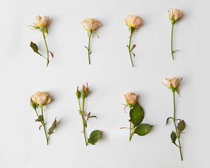 Roses isolated on white flower background, post card, flat lay