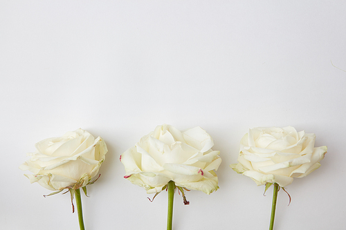 Beautiful white white flowers over white background. Three white roses used for decoration of any post card. Blank space for your ideas and emotions.