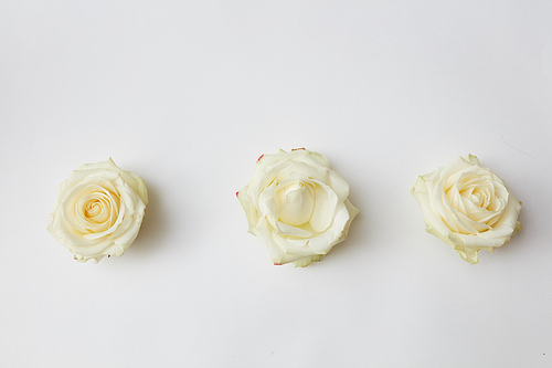Three white rose head isolated on white