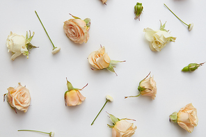 beige roses and leaves isolated on a white background, overhead view.