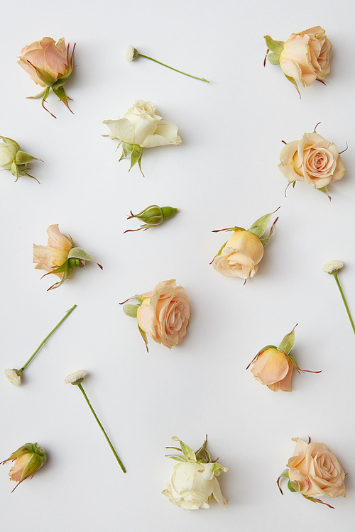 round frame of roses buds isolated on white with space for text