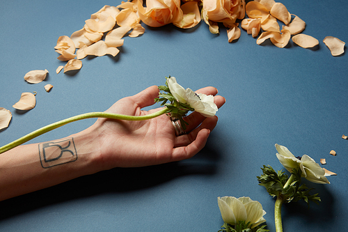 Human being's hand holding white flower over navy blue background. Composition of flowers may be used for any post card.