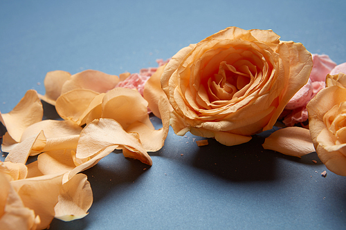 Beautiful bouquet of roses on a blue background