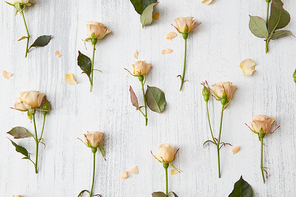 Valentines Day background. Floral pattern made roses and green leaves on white background. Flat lay,