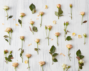 bright roses and leaves on white background. Flat lay
