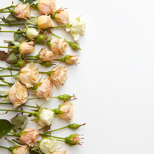 creamy roses framing a white background with free space