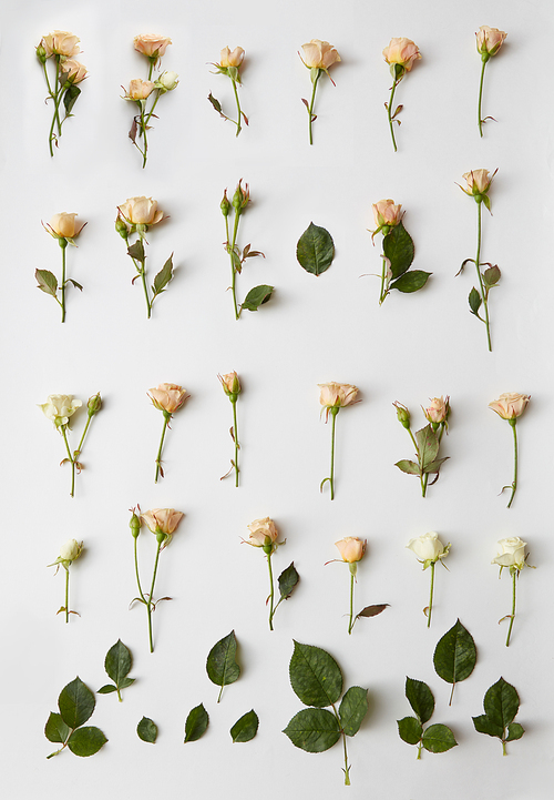 background of cut roses on a white background, flat lay