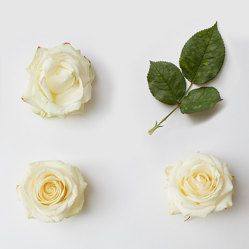 Three white roses and green leaves represented over white background. Decoration may be used as post card in Valentine's Day.