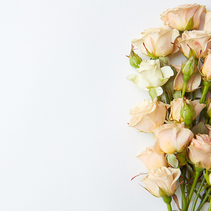 bunch of white roses isolated on white
