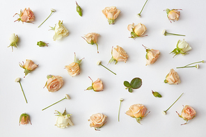 Various soft roses and leaves scattered on a white background, overhead view. Flat lay