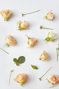 rose flower buds close up on white textured paper background