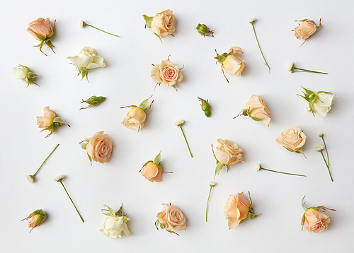 Various soft roses and leaves scattered on a white background, overhead view. Flat lay