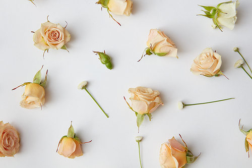 Assorted roses heads and leaves scattered on a white background, overhead view