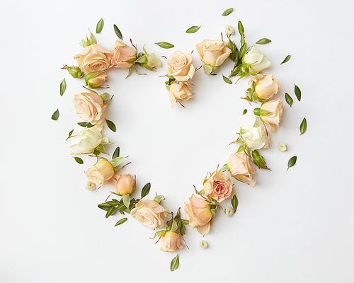 the heart of a beautiful roses on a white background with space for text