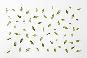 background of green leaves natural background, flat lay.