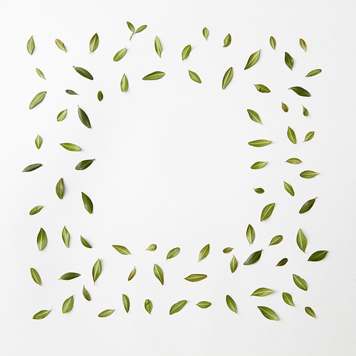 green leaves frame on white background for space text. flat lay.