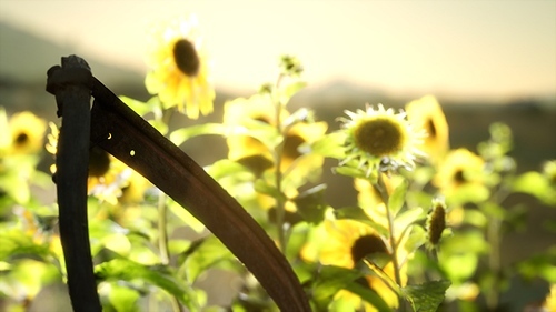 old vintage style scythe and sunflower field