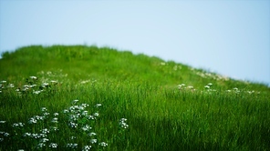 Field of green fresh grass under blue sky