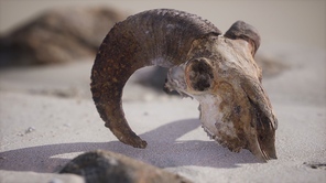 Skull with ram horns on the beach