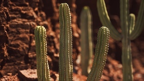 cactus in the Arizona desert near red rock stones