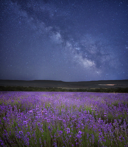 Meadow of lavender at night. Stars and milky way in sky.