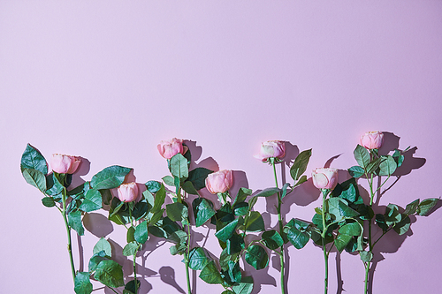 Minimalistic composition of pink roses with shadows on a purple background. Photo with copy space can be used as a postcard. Mother's Day, wedding