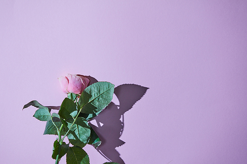Pink rose with shadow on purple background. Romantic spring time. Copy space
