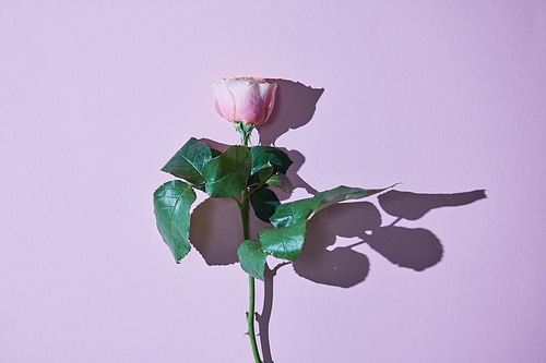 One pink rose with a tight shadow isolated on a purple background. Greeting card. Valentine's Day, Mother's Day. Copy space for your ideas. Top view