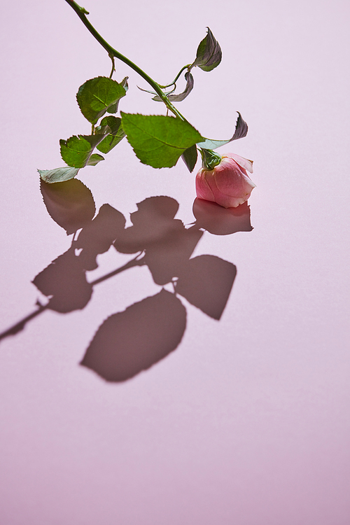 Pink rose with buds against a pink background and their shadow with copy space, flat lay